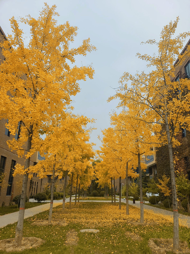 L(chng)ſƼa(chn)I(y)@