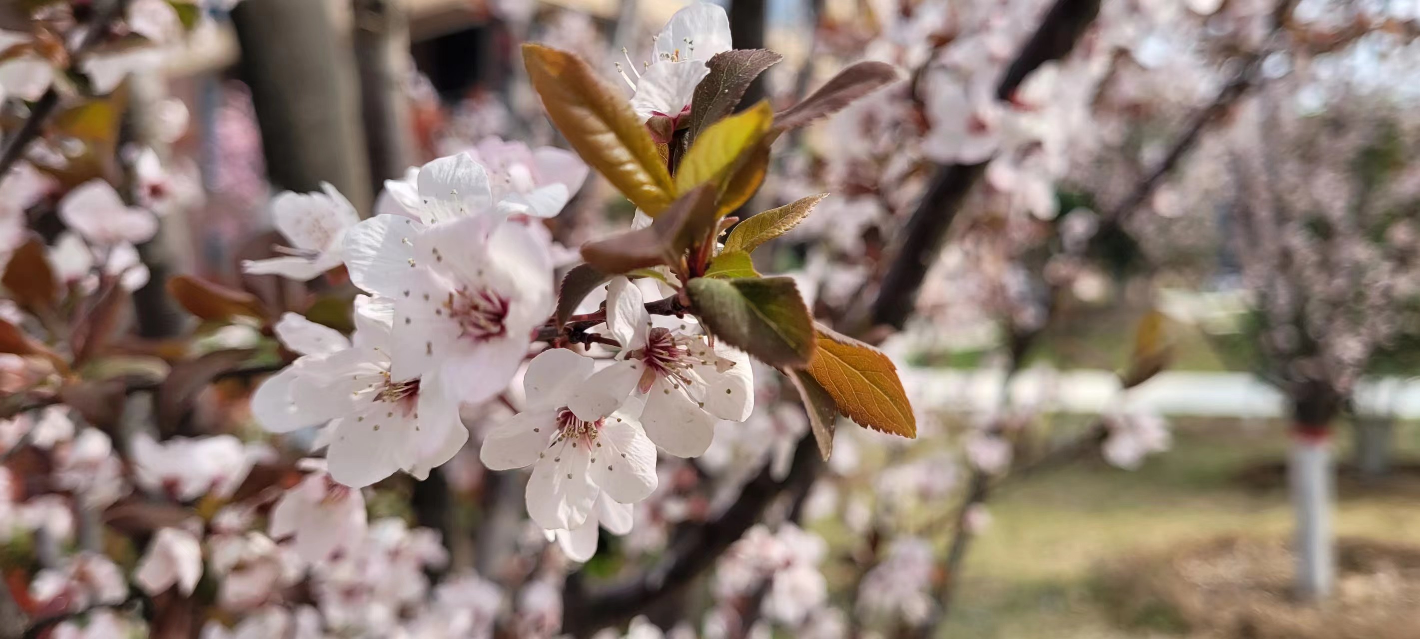 L(chng)ſƼa(chn)I(y)@